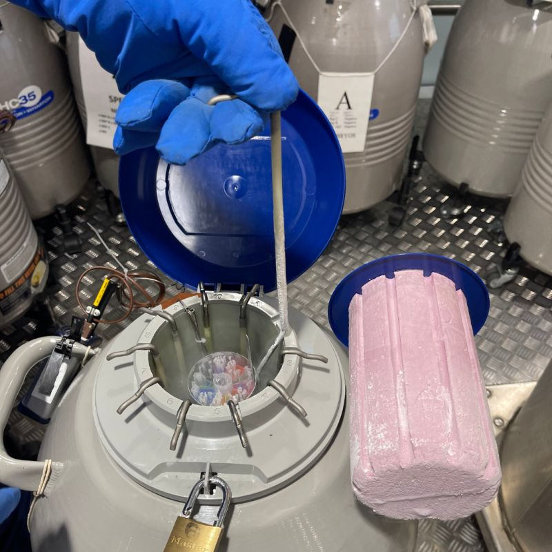 放入新液氮罐內